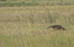 Myrmecophaga tridactyla