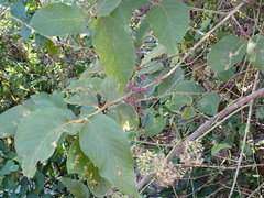 Callicarpa formosana formosana