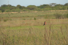 Leistes militaris
