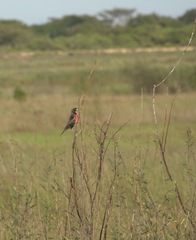 Leistes militaris