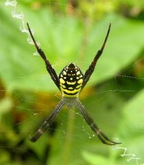 Argiope picta