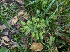 Cyperus meyenianus