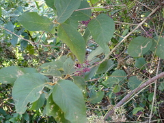 Callicarpa formosana formosana