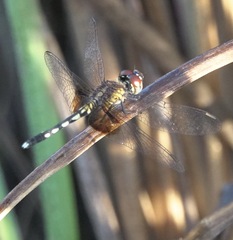 Erythrodiplax maculosa