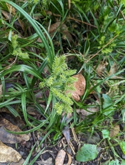 Cyperus meyenianus