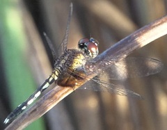 Erythrodiplax maculosa