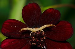 Mecaphesa californica