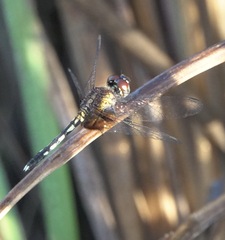 Erythrodiplax maculosa