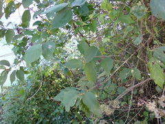 Callicarpa formosana formosana