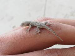 Mediodactylus russowii