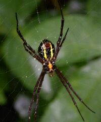 Argiope