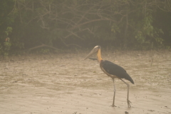 Leptoptilos javanicus