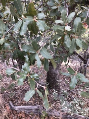 Quercus arizonica