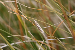 Orocrambus vittellus