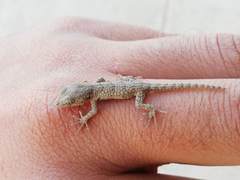 Mediodactylus russowii