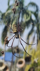 Trichonephila antipodiana
