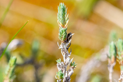 Crucianella maritima