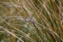 Paranotoreas brephosata