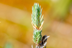 Crucianella maritima