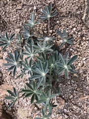 Lupinus huachucanus