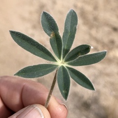 Lupinus huachucanus