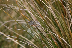 Paranotoreas brephosata