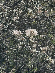Ceanothus crassifolius