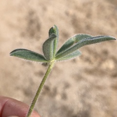 Lupinus huachucanus