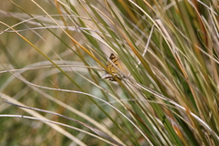 Paranotoreas brephosata