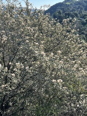 Ceanothus crassifolius