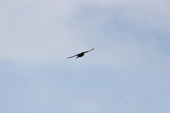 Falco novaeseelandiae