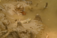 Periophthalmus argentilineatus