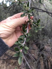 Cercocarpus betuloides