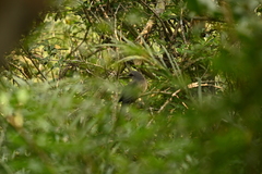 Phaenicophaeus tristis