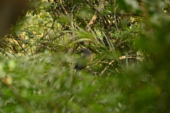 Phaenicophaeus tristis