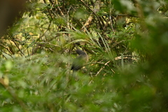 Phaenicophaeus tristis