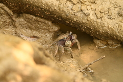 Episesarma versicolor