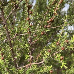 Kunzea tenuicaulis