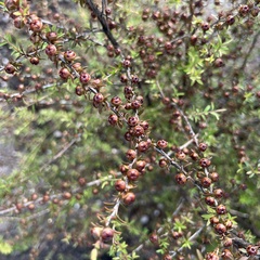 Kunzea tenuicaulis