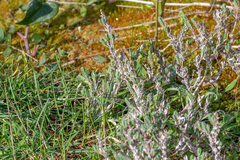 Crucianella maritima