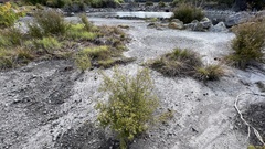 Kunzea tenuicaulis