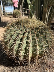Ferocactus histrix