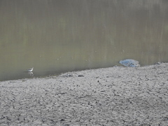 Crocodylus palustris