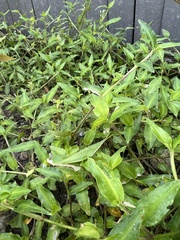 Atractomorpha sinensis