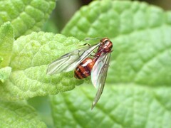 Chelaner antarcticus