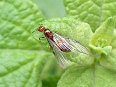 Chelaner antarcticus