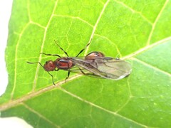 Chelaner antarcticus