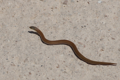 Delma inornata