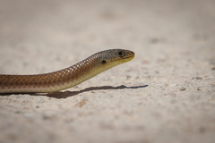 Delma inornata