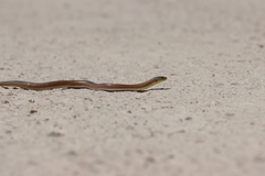 Delma inornata